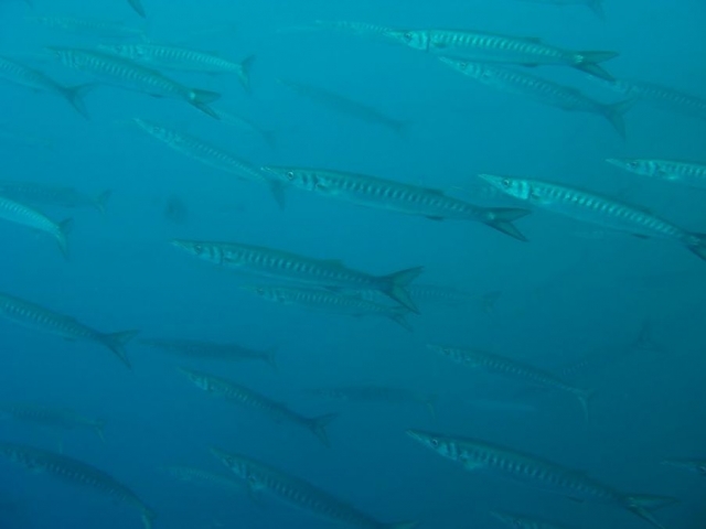  Aventuras únicas con Creillois Subaquatique 